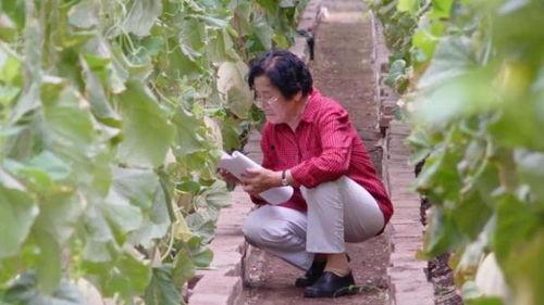 老汉在田里吃瓜,悠然自得乐享生活