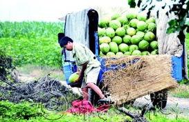 金乡最新吃瓜事件,揭秘网络热议背后的真相