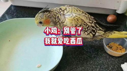 高瓜和小鸡能一起吃吗,探寻它们能否共食的奥秘