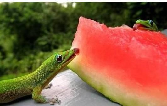 蜥蜴狗吃瓜,揭秘神秘生物的饮食习惯与生活习性