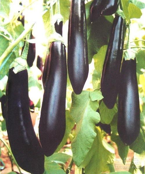 茄瓜要怎么吃,探索美味与营养的完美结合