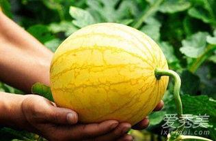 苏瓜孕妇可以吃,苏瓜孕妇的美食选择指南