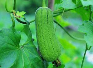 吃思瓜,探寻思瓜的独特风味