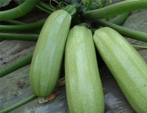 吃瓜有啥好处,揭秘日常吃瓜的五大好处