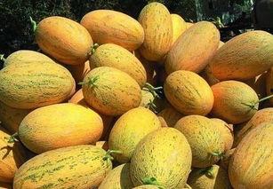 吃哈密瓜去口气