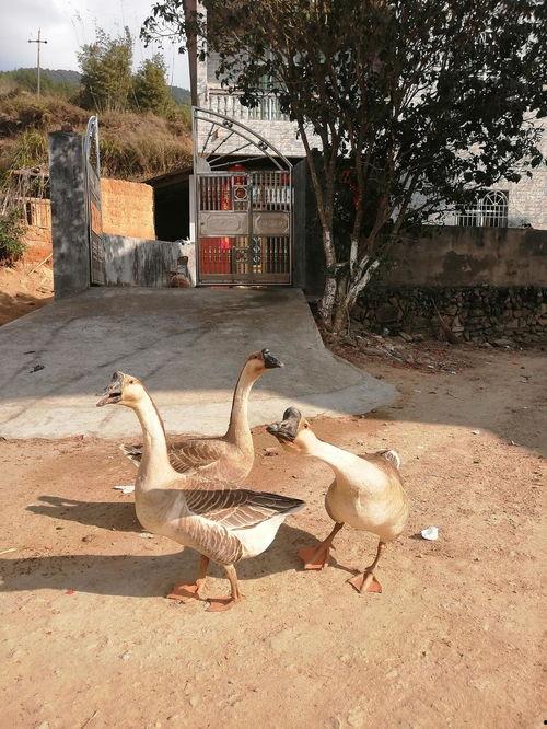 鹅在瓜地里吃瓜吗,一场瓜地里的欢乐食事