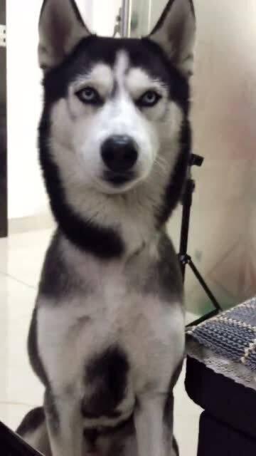 怪异宠物带你吃瓜,带你穿越吃瓜世界