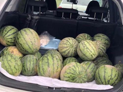 回家有瓜吃,家的温馨与甜蜜