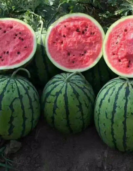 吃瓜有多好吃,探寻瓜果的甜蜜诱惑