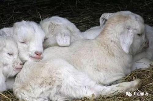 羊羔吃瓜,一场田园牧歌的欢乐之旅