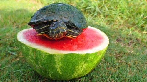 乌龟吃瓜快吗,乌龟吃瓜速度大揭秘