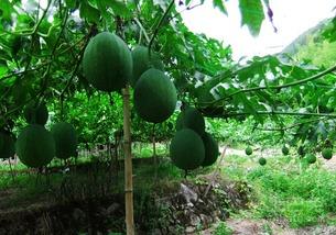 红皮吊瓜做啥吃,解锁多样美味新吃法