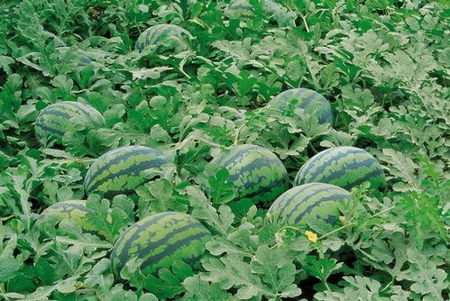 吃瓜群引流素材,揭秘热门话题背后的引流秘籍