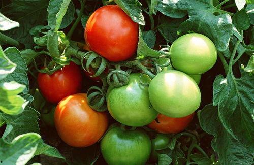 朝堂吃瓜番茄小说,瓜田里的权谋与爱情